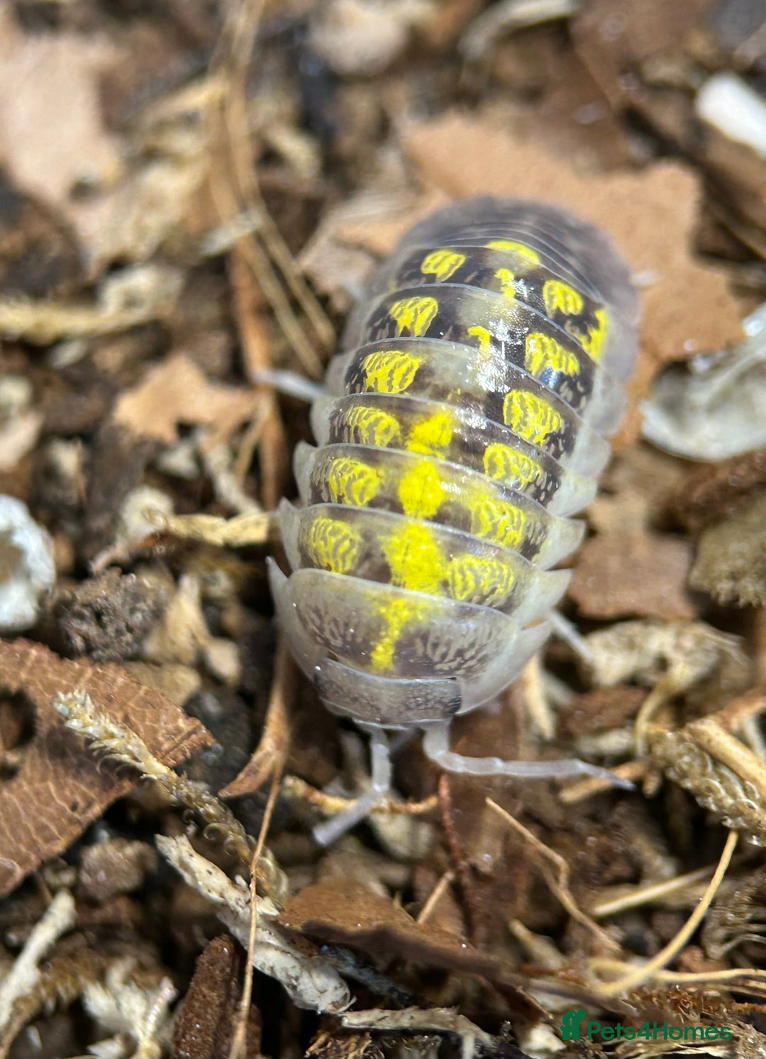 Mixed Breed invertebrates for sale: Isopods, Millipedes & Springtails - Image 3