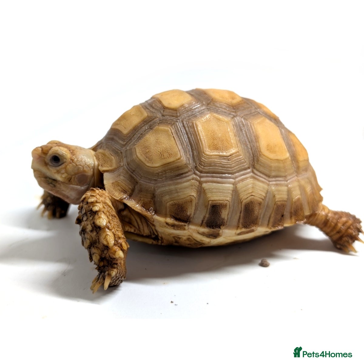 Tortoise reptiles 🐢 WANTED 🐢 SULCATA TORTOISES 🐢 WANTED 🐢 - Advert 6