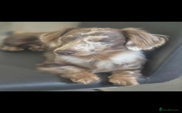Miniature Dachshund dogs for stud: MIniture Dachshund Stud - Image 5