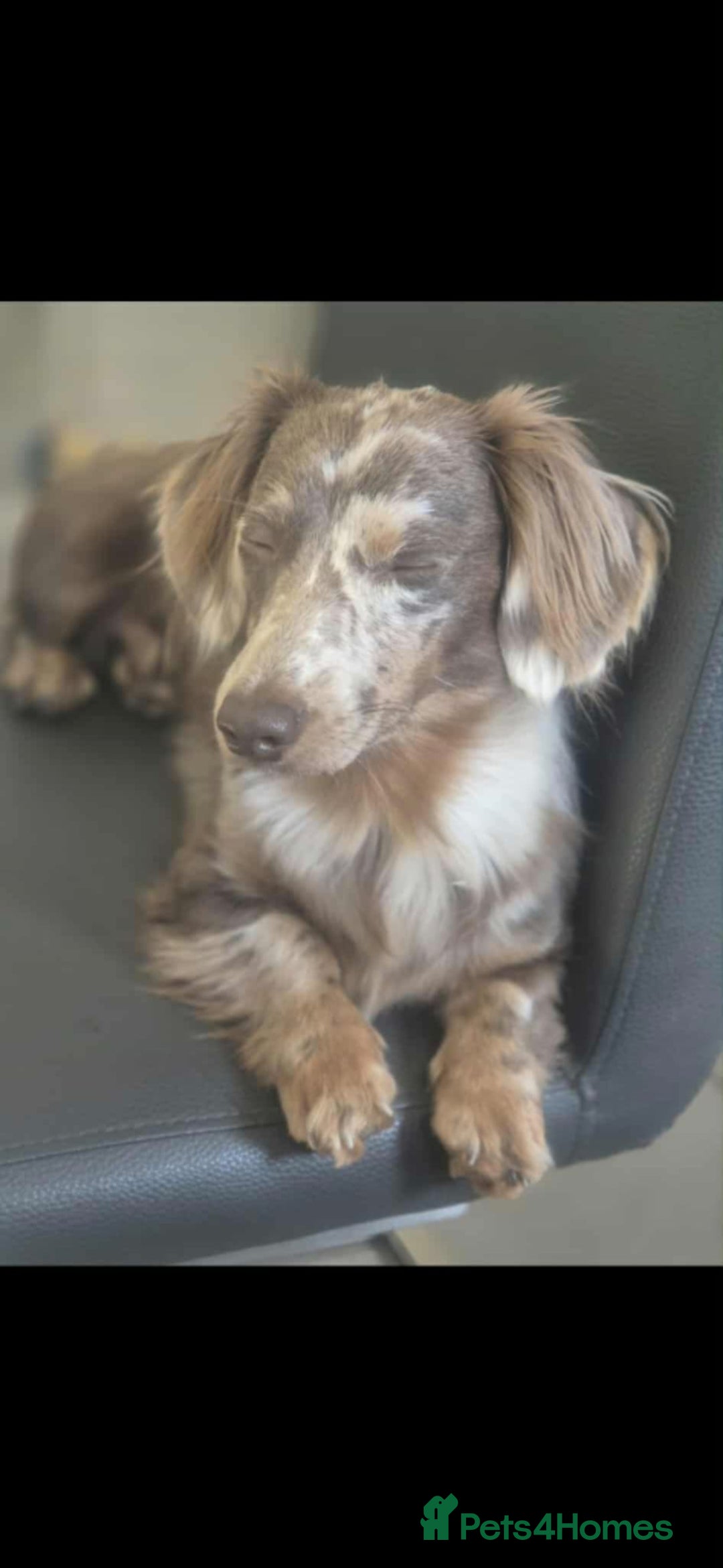 Miniature Dachshund dogs for stud: MIniture Dachshund Stud - Image 5