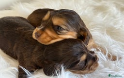 Cocker Spaniel dogs for sale: KC Health Tested Show Cocker Spaniels  - Image 11