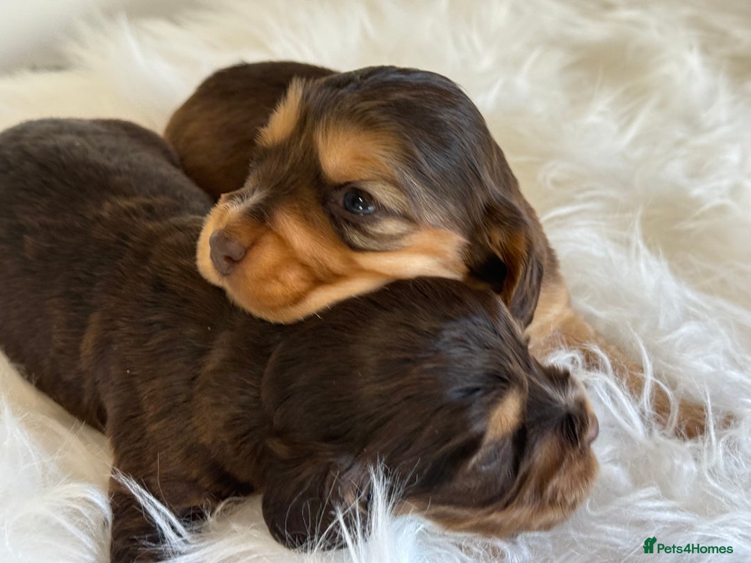 Cocker Spaniel dogs for sale: KC Health Tested Show Cocker Spaniels  - Image 11
