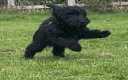 Cockapoo dogs for sale: F1 unique cockerpoo pups  - Image 4