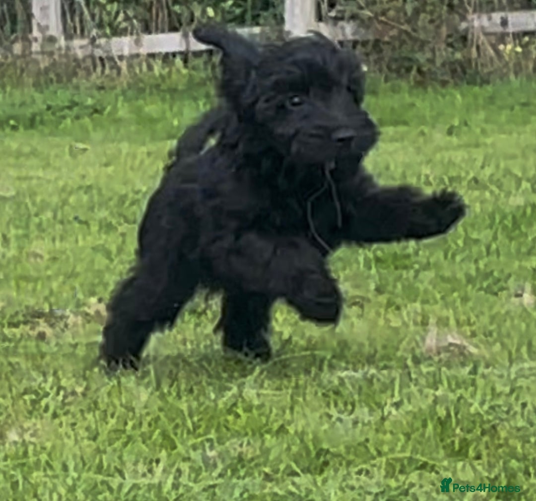 Cockapoo dogs for sale: F1 unique cockerpoo pups  - Image 4