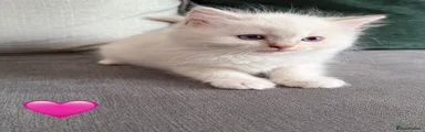 💗 Dora – Beautiful, Curious Ragdoll Girl 💗