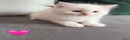 Ragdoll cats for sale: 3 Beautiful Pure Ragdoll Kittens – Blue Eyed  in Abingdon - Advert 3