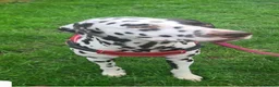 Dalmatian dogs for sale: Exceptional KC Dalmatian Puppies  - Advert 14
