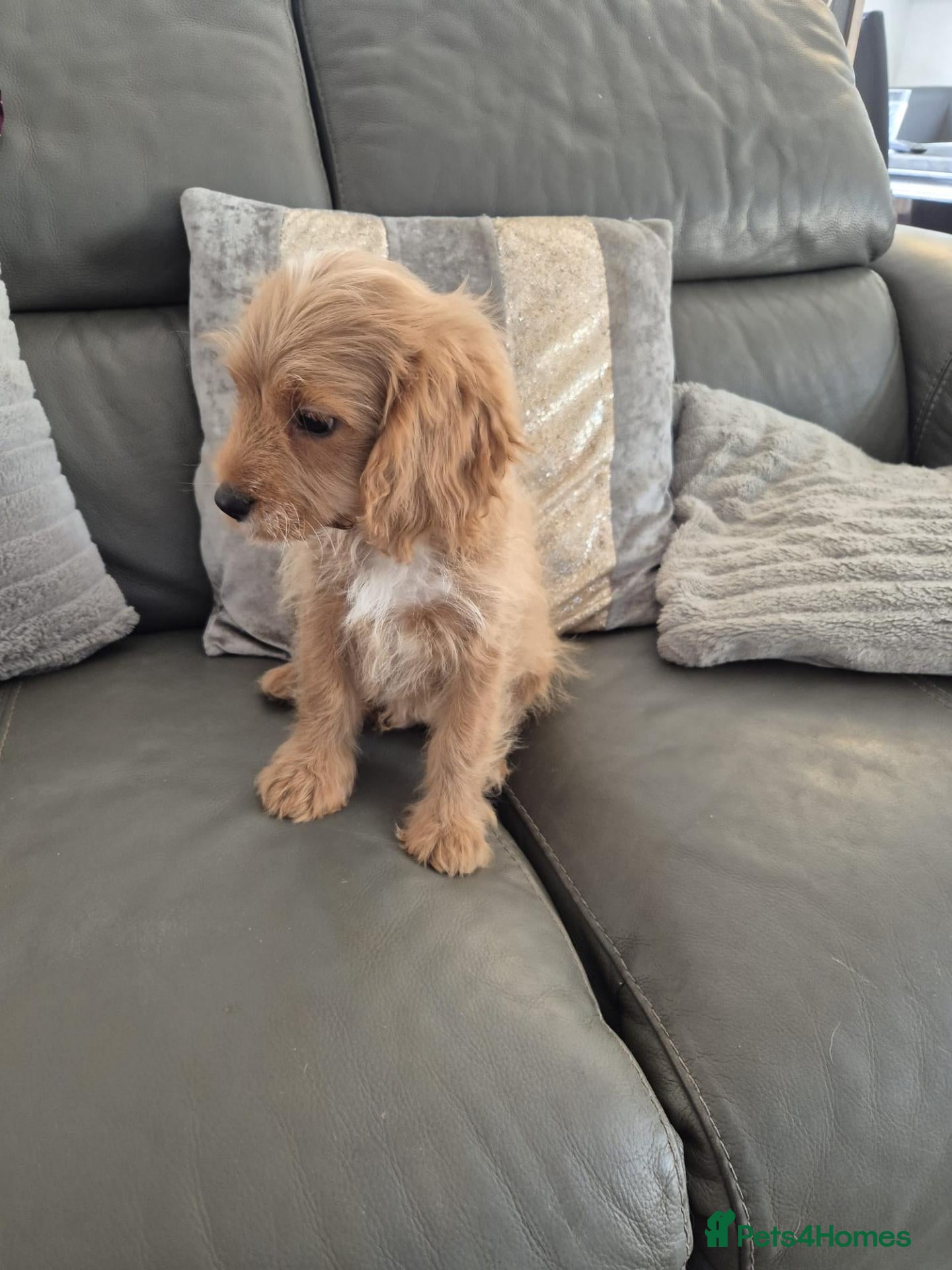Cavapoo dogs fully vac Last boy F1 Cavapoo - Ready now - Advert 9