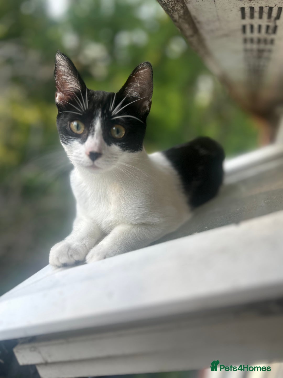 British Longhair cats for sale: Cat need rehoming due to over crowding  - Image 2