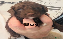 Cockapoo dogs for sale: stunning merle cockapoo puppies, ready 21st august - Image 3