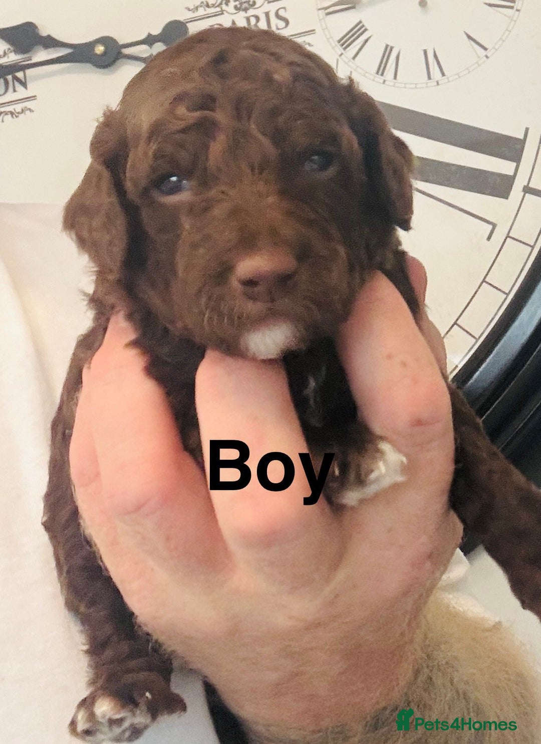 Cockapoo dogs for sale: stunning merle cockapoo puppies, ready 21st august - Image 3