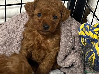 Toy Poodle dogs DNA health tested Toy Poodle male pups - Advert 2