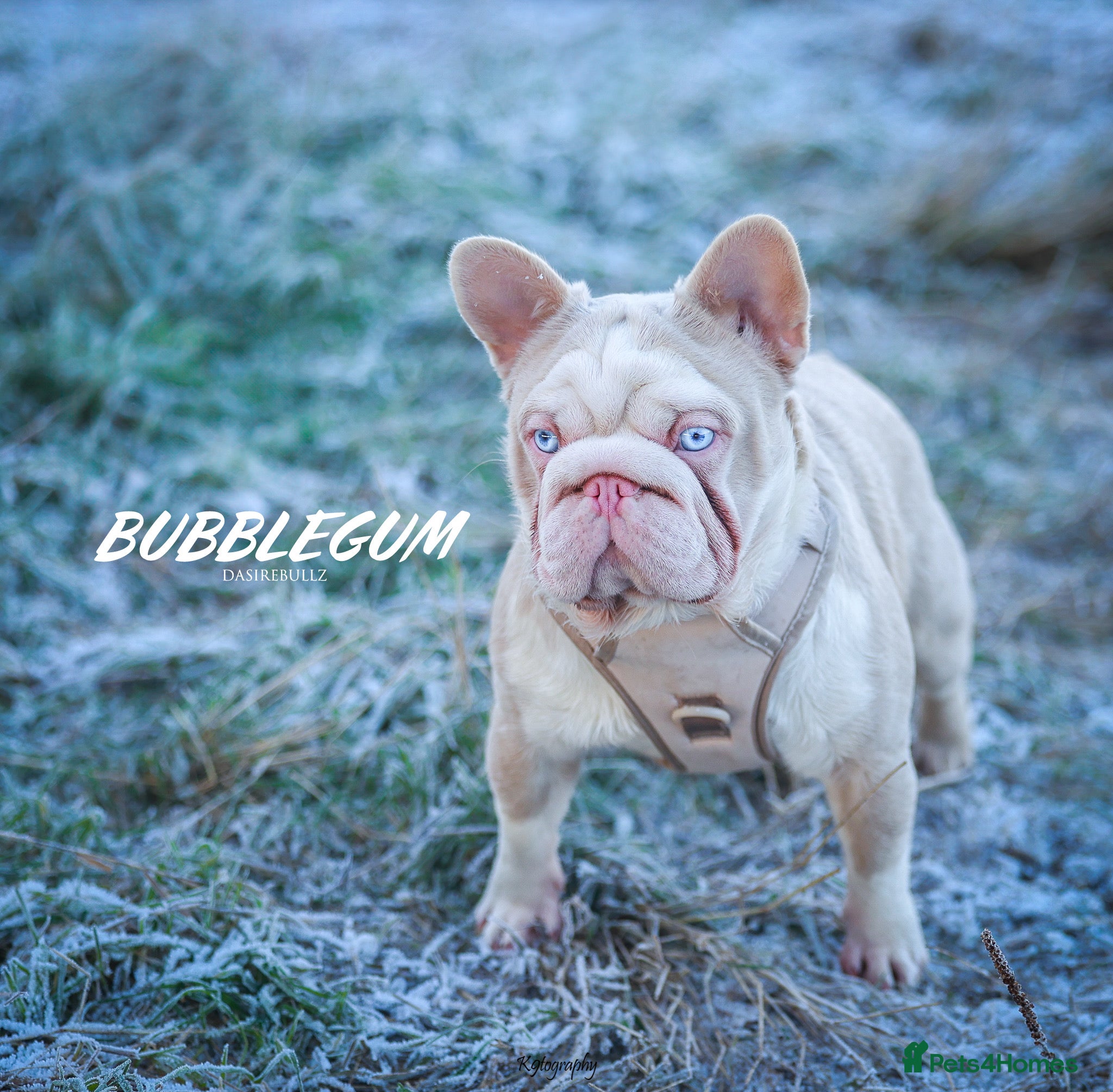 French Bulldog dogs !!REDUCED!! BUBBLEGUM - PINK FRENCH BULLDOG STUD in Basildon - Advert 22