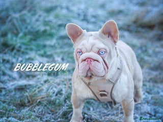 French Bulldog dogs !!REDUCED!! BUBBLEGUM - PINK FRENCH BULLDOG STUD in Basildon - Advert 22