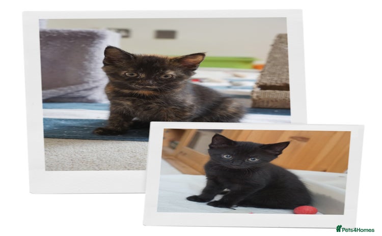 Mixed Breed cats - Advert 14