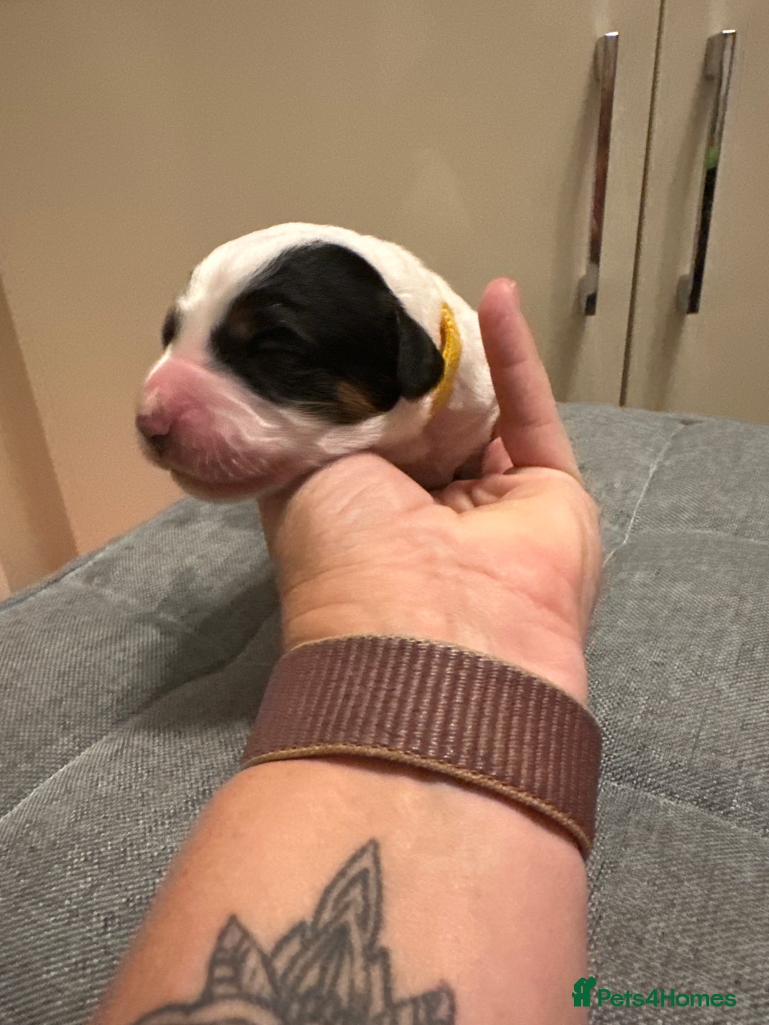 Mixed Breed dogs for sale: Border doodle - Image 15