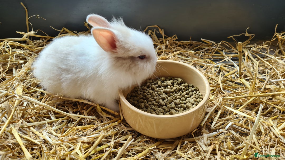 Lionhead rabbits for sale: Gorgeous Baby Lionhead Bunnies - Image 4