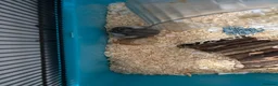 Hamster rodents for sale: Hamster  in Blaenau Ffestiniog - Advert 2