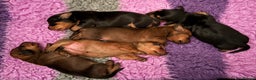 Miniature Dachshund dogs for sale: Vanitonia Miniature Smooth Dachshunds   - Advert 6