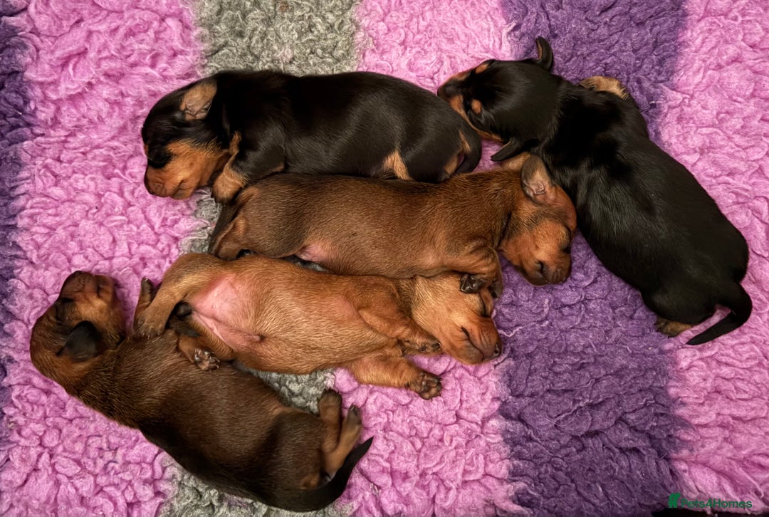 Miniature Dachshund dogs for sale: Vanitonia Miniature Smooth Dachshunds   - Advert 6