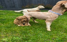 Toy Poodle dogs for sale: Gorgeous kc registered toy poodle pups  - Image 15