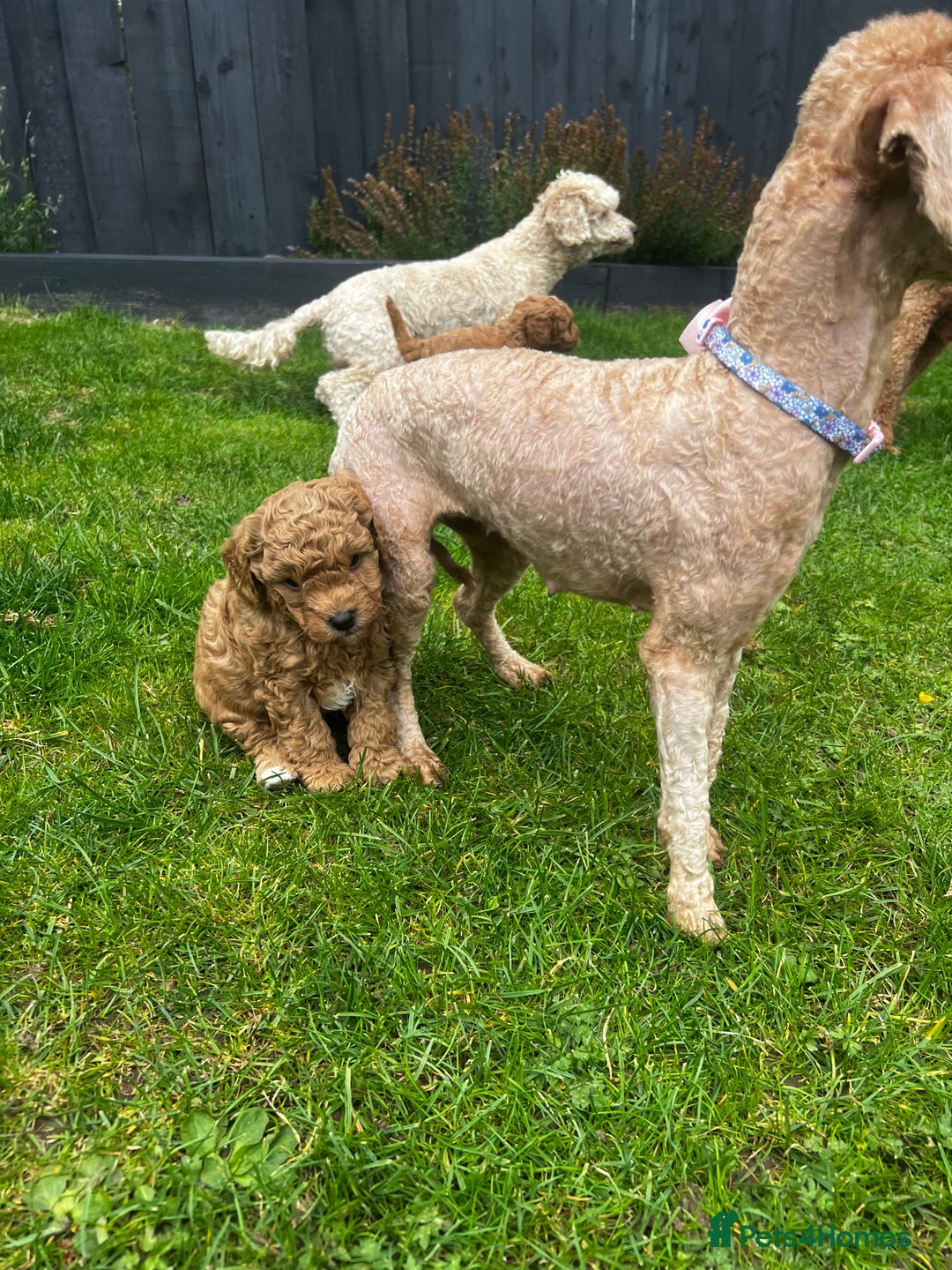 Toy Poodle dogs for sale: Gorgeous kc registered toy poodle pups  - Image 15