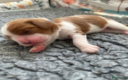 Cavalier King Charles Spaniel dogs for sale: Fully Health Tested Male CKCS Puppies - Image 13