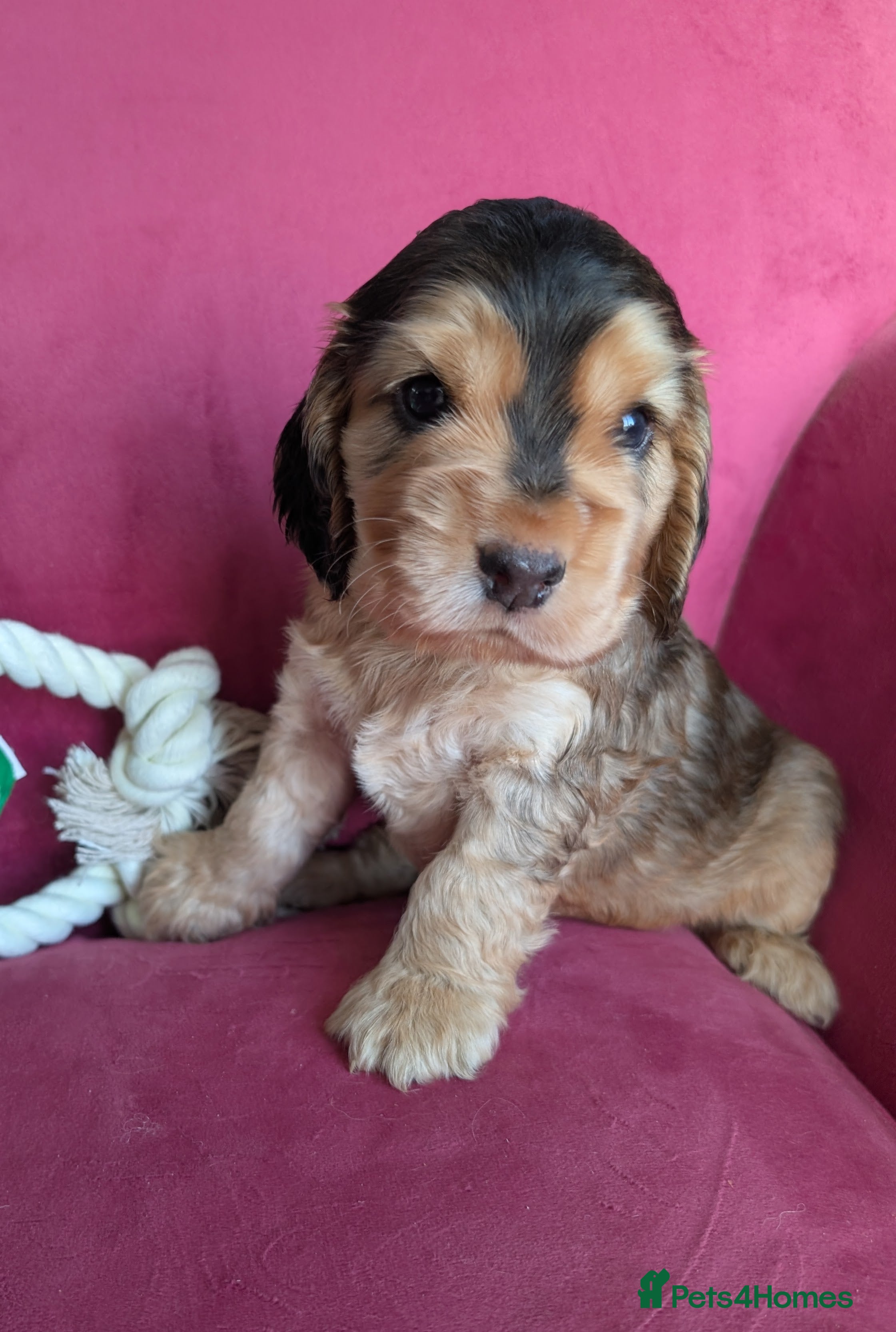 Cocker Spaniel dogs K C Reg, Cocker spaniel Sable boy - Advert 2