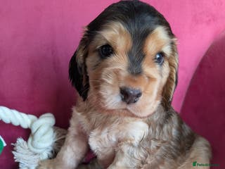 Cocker Spaniel dogs K C Reg, Cocker spaniel Sable boy - Advert 18