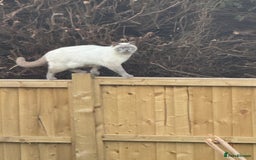 Mixed Breed cats for sale: Reluctant sale of our beautiful boy Casper - Image 5