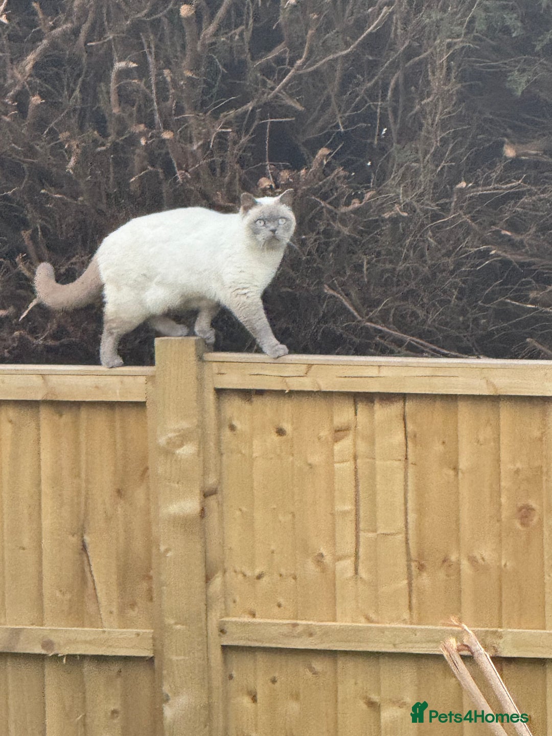 Mixed Breed cats for sale: Reluctant sale of our beautiful boy Casper - Image 5