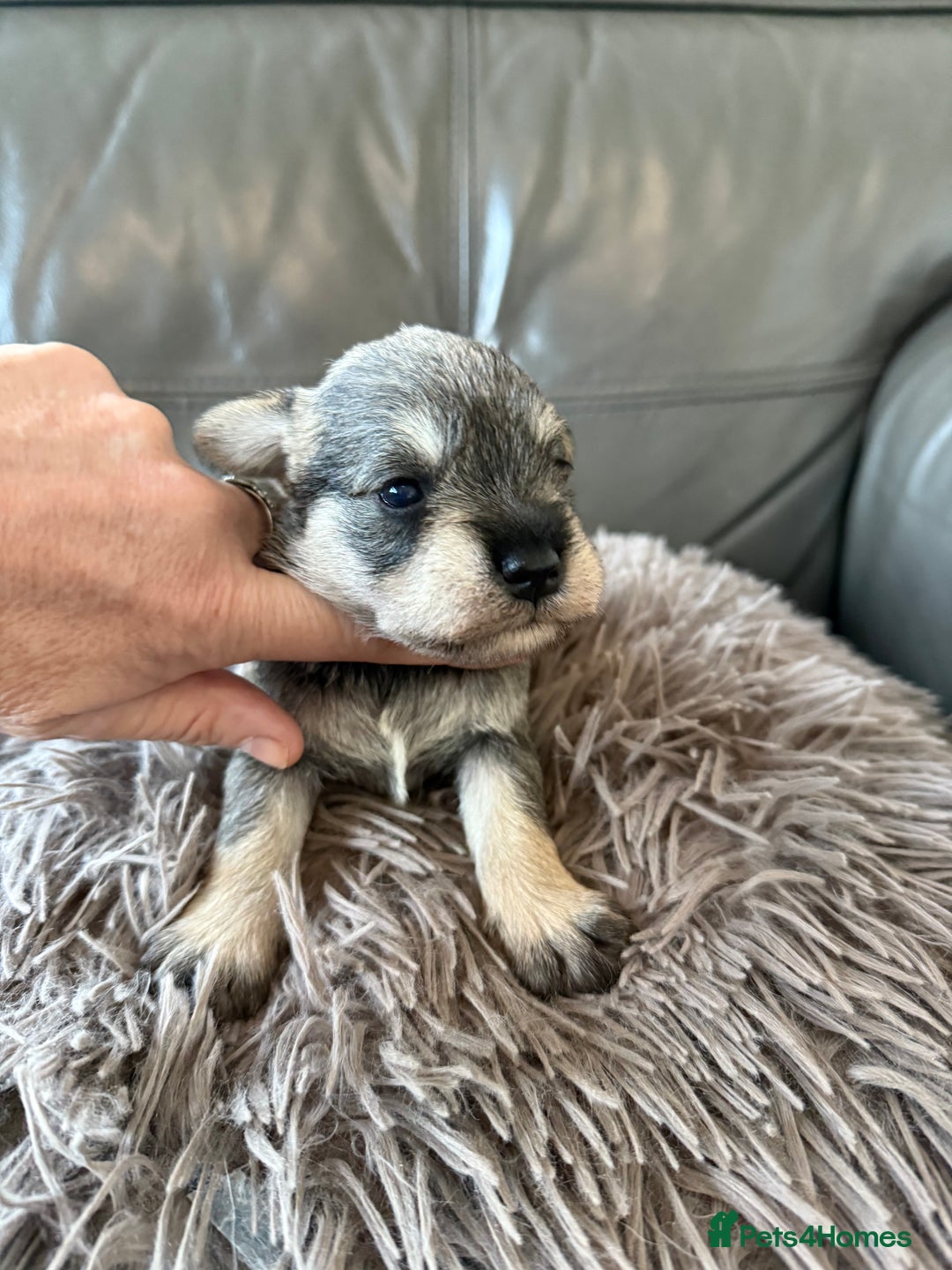 Miniature Schnauzer dogs for sale: KC MAC BVA MIniature Schnauzer puppies  - Image 11