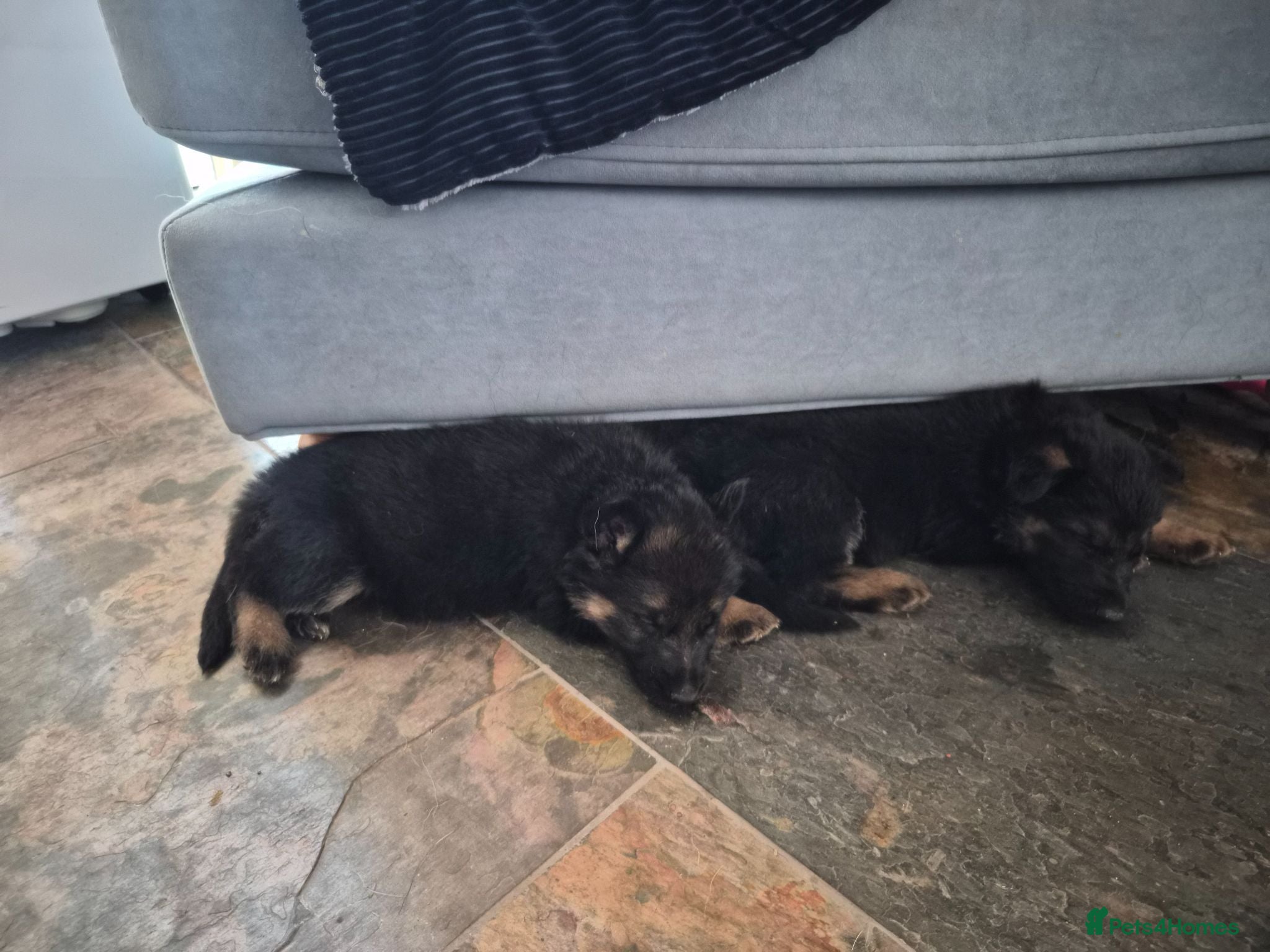 German Shepherd dogs German Shepherd Puppies Home Bred - Advert 7