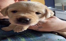 Labrador Retriever dogs for sale: Girl & Boy beautiful lab pups With paperwork  - Image 29