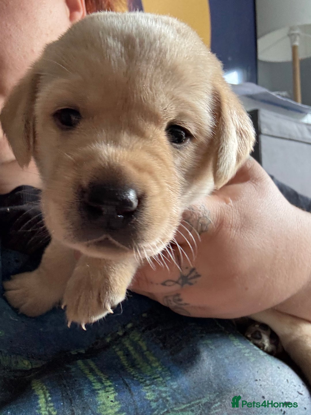 Labrador Retriever dogs for sale: Girl & Boy beautiful lab pups With paperwork  - Image 29