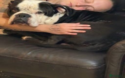 Alapaha Blue Blood Bulldog dogs for sale: alapaha blue blood bulldog - Image 2