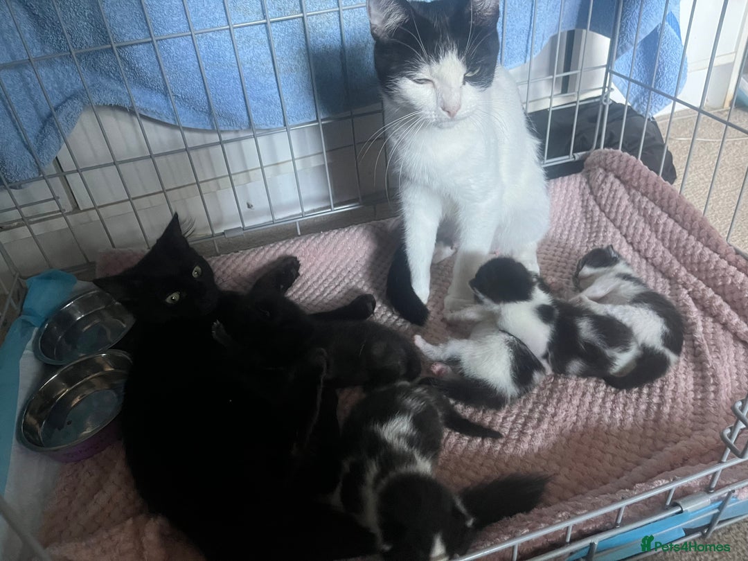 British Shorthair cats for sale: Black and white kittens! - Image 13