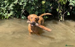 Labrador Retriever dogs for sale: Plump little Red Labrador Puppies! - Image 18