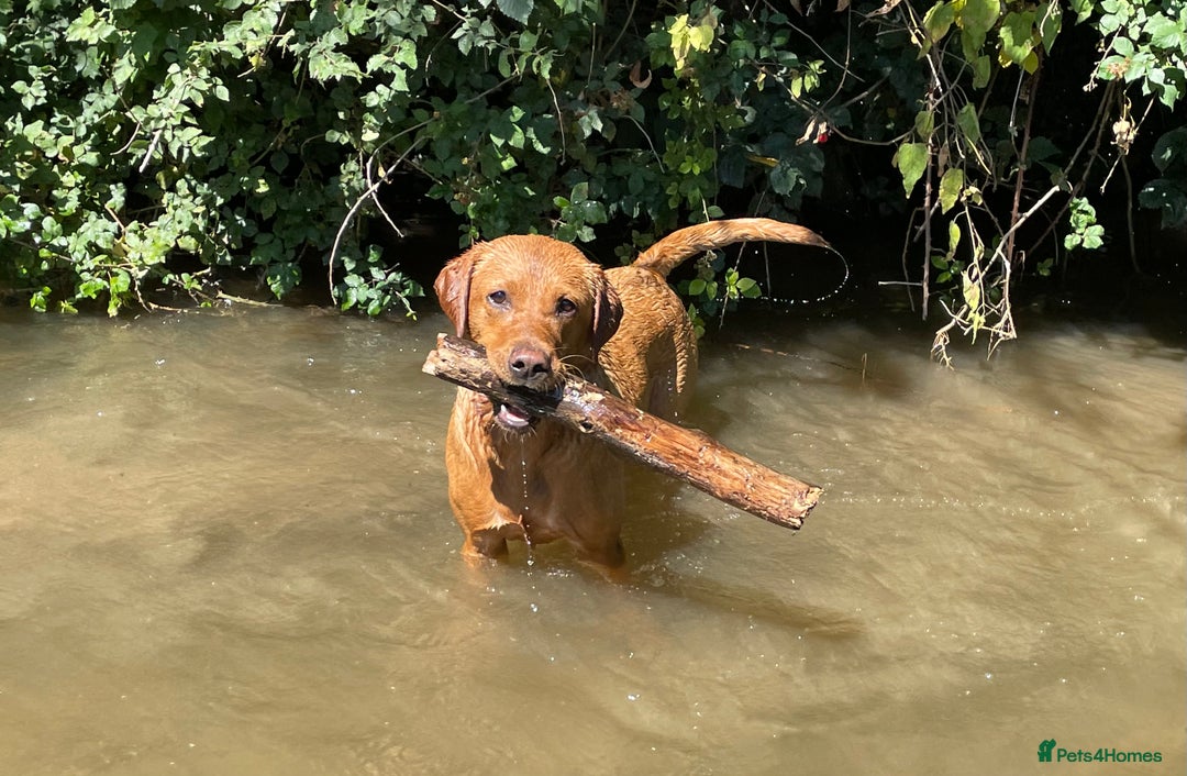 Labrador Retriever dogs for sale: Plump little Red Labrador Puppies! - Image 18