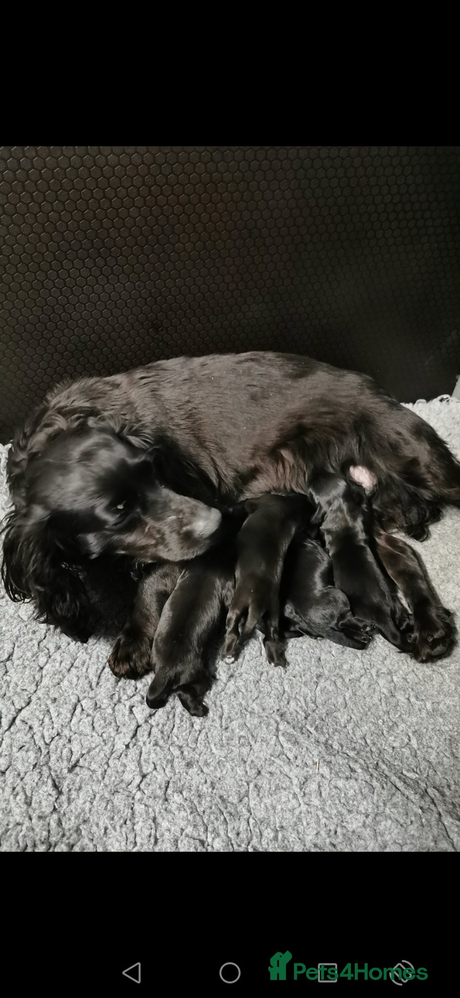 Cocker Spaniel dogs Black Cocker Spaniel Pups  - Advert 2