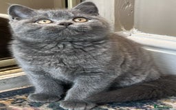 British Shorthair cats for sale: Cute Bristish Short Hair Kittens  - Image 3