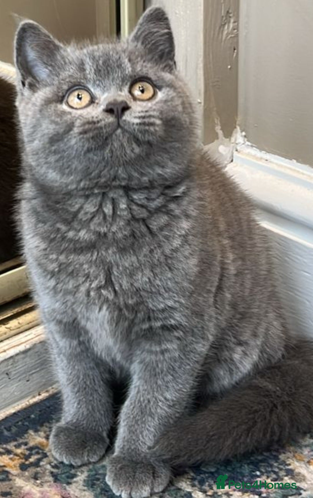 British Shorthair cats for sale: Cute Bristish Short Hair Kittens  - Image 3