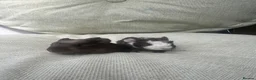 Guinea Pig rodents for sale: Baby guinea pigs  - Advert 2