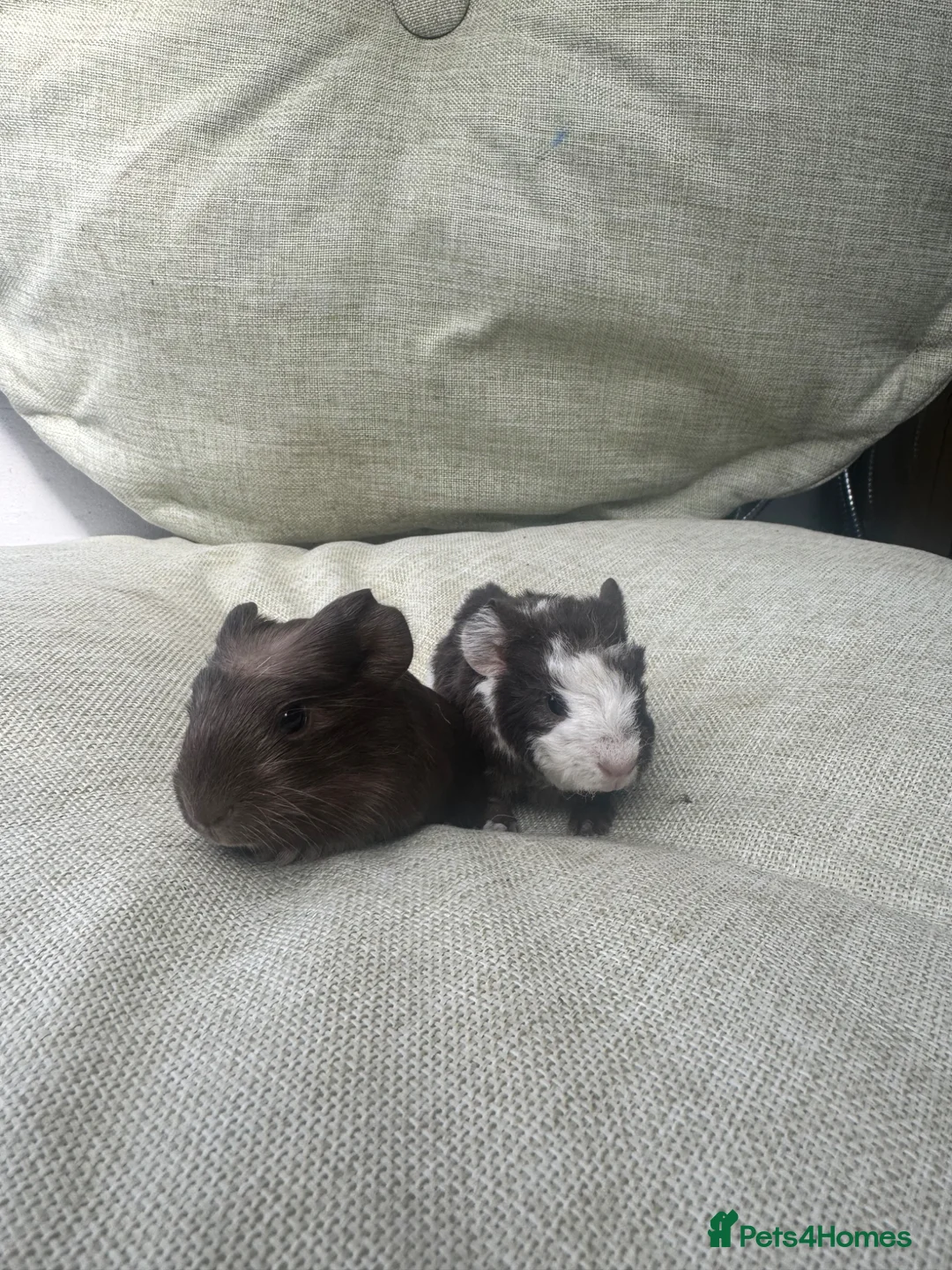 Guinea Pig rodents for sale: Baby guinea pigs  - Advert 2