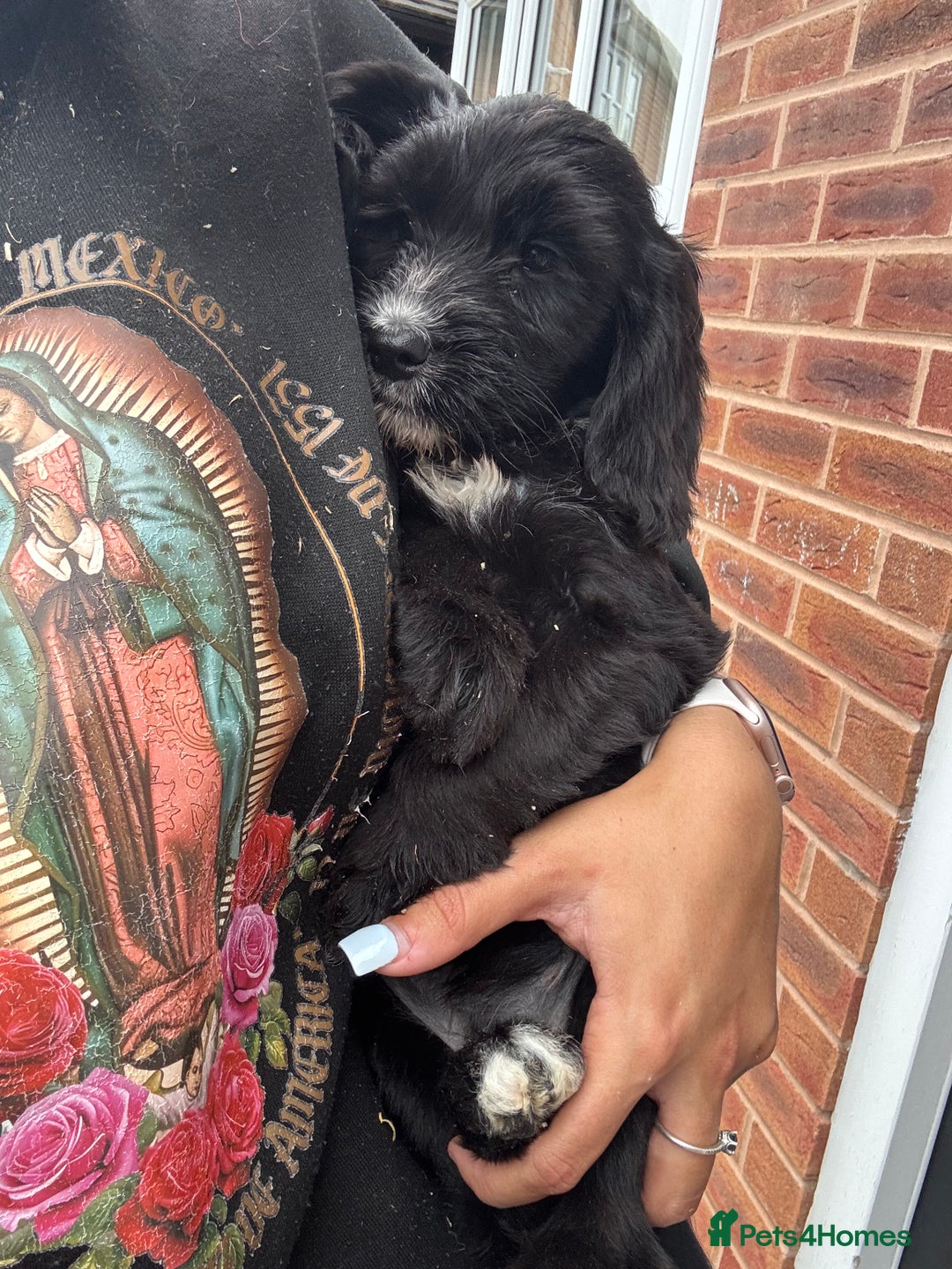 Sproodle dogs for sale: Beautiful Sproodle pups  - Image 10