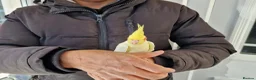 Cockatiels birds for sale: Super hand tamed cockatiel for sale  - Advert 16