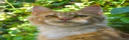 Maine Coon cats for sale: Pair of Maine Coon kittens from Registered parents - Advert 7
