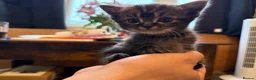 Persian cats for sale: Persian Black Mix  - Advert 12