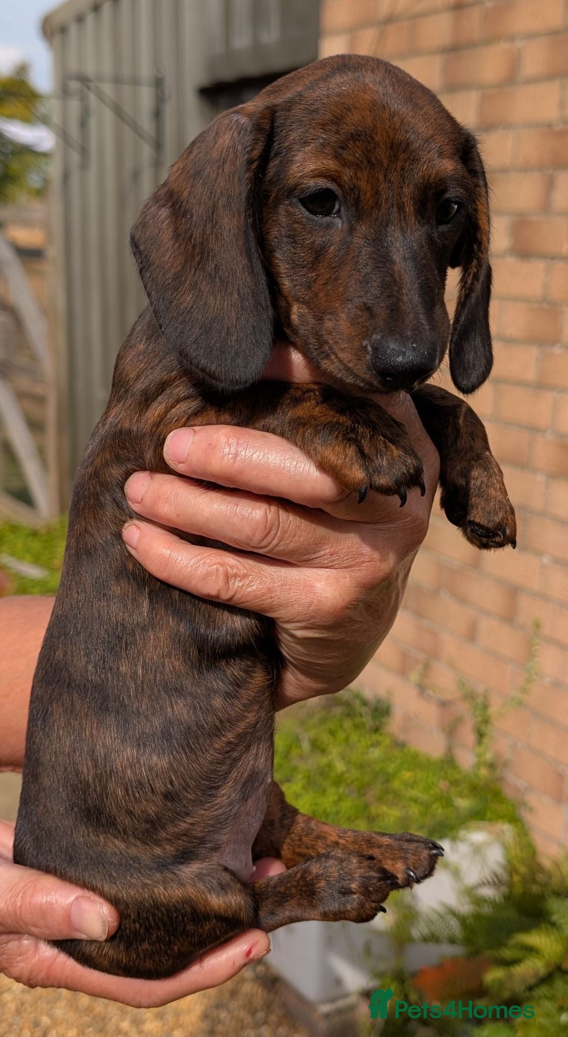 Miniature Dachshund dogs Miniature Brindle Dachshund Puppies - Advert 1