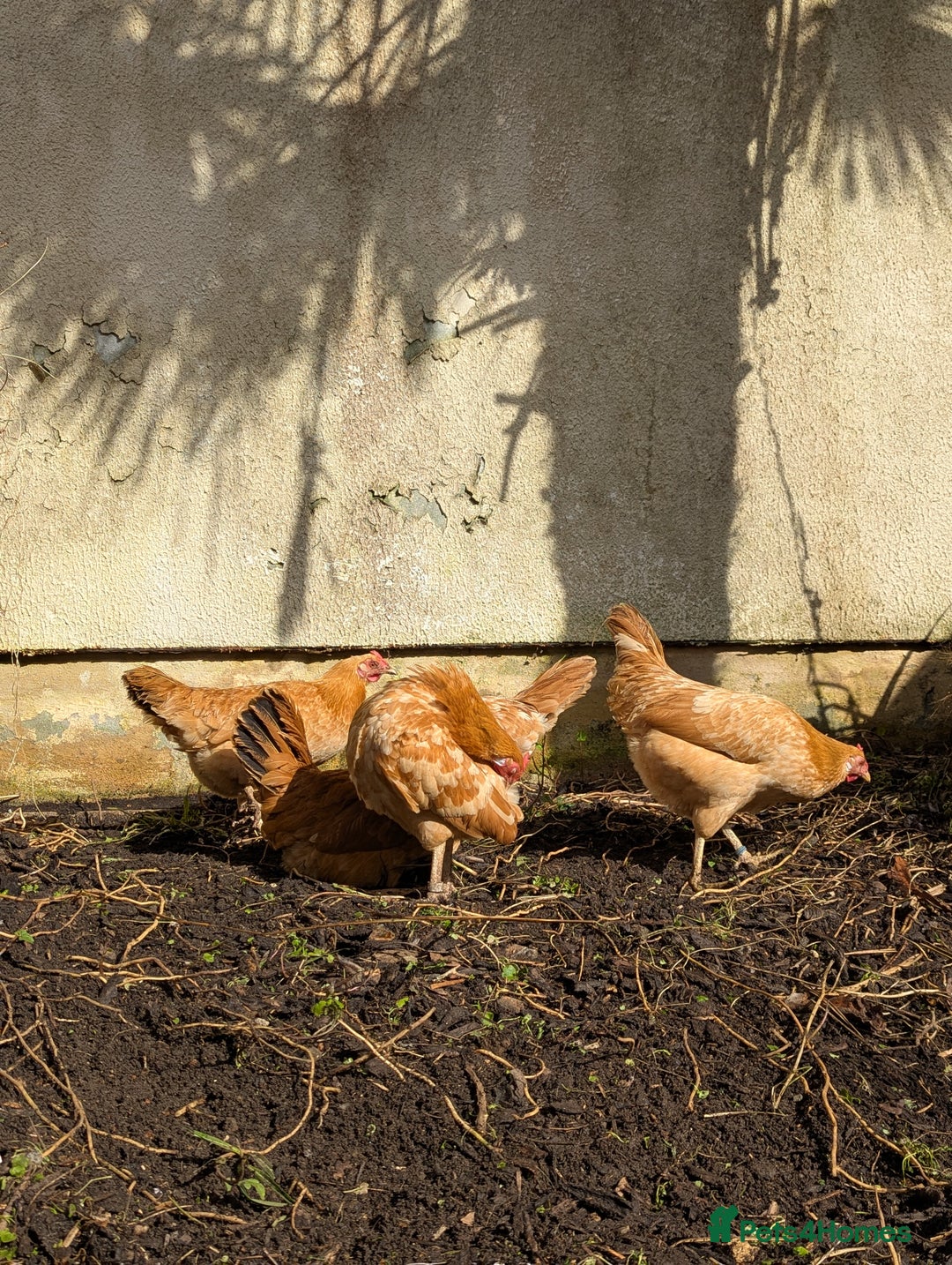 Chickens poultry for sale: Marsh daisy chickens  - Advert 3